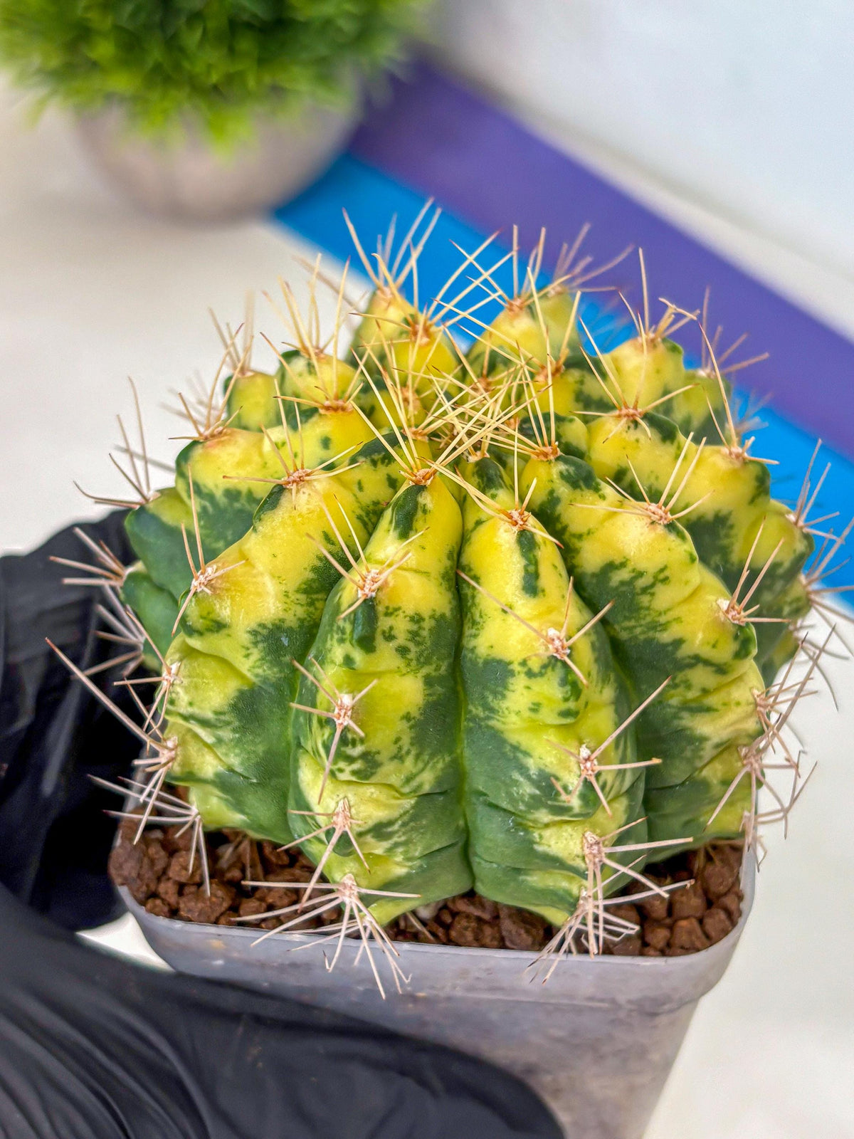 Gymnocalycium Lucky Yellow (gy8) (5) | Variegated cactus