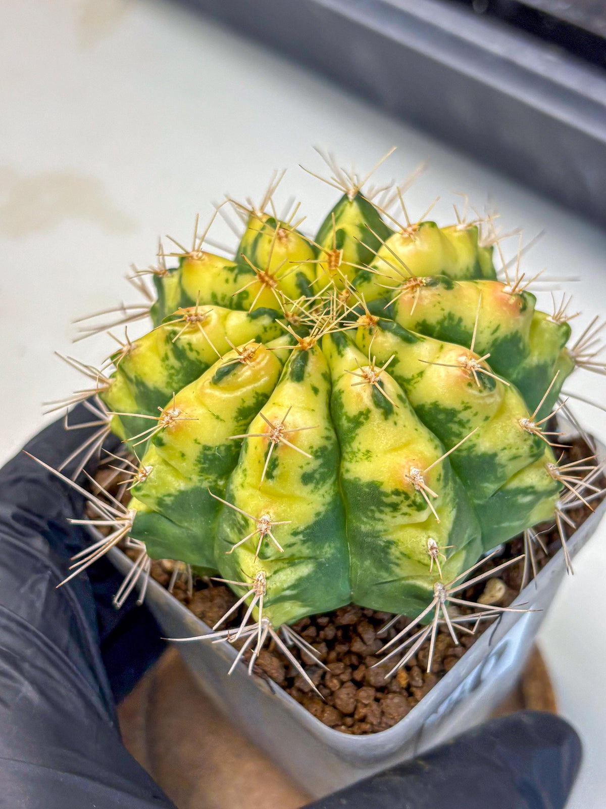 Gymnocalycium Lucky Yellow (gy19) (6) | Variegated cactus
