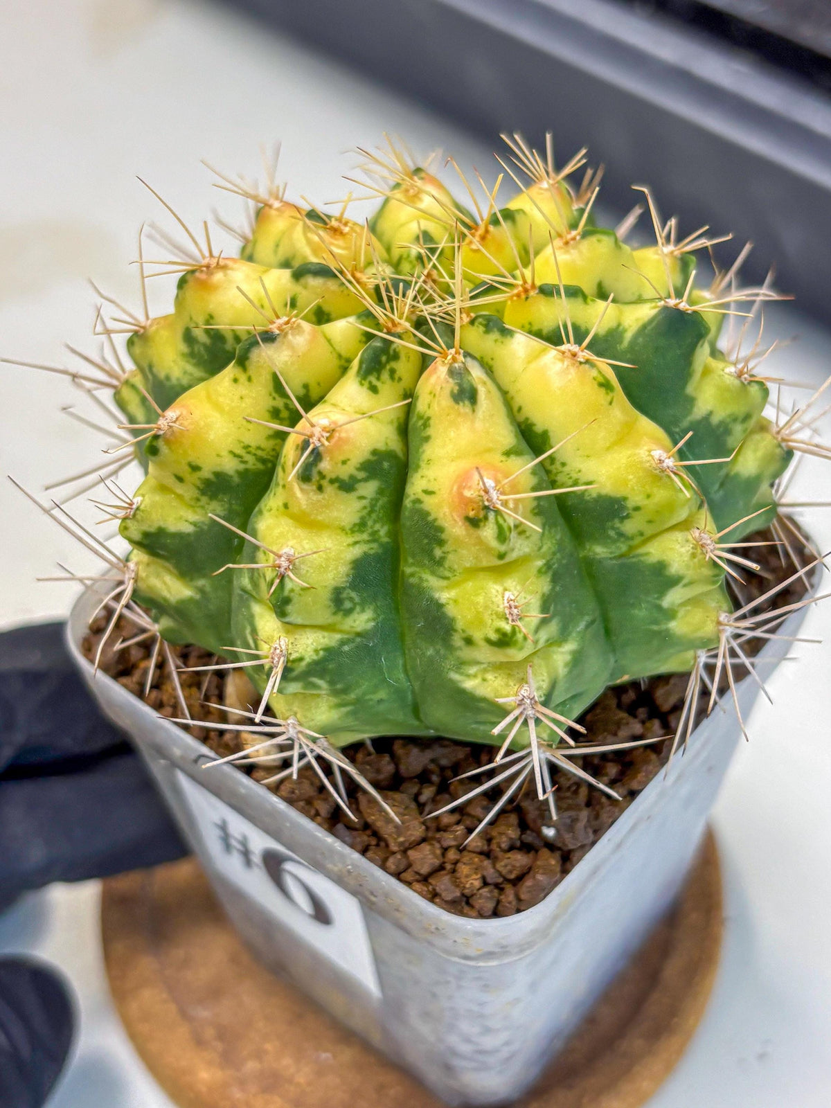 Gymnocalycium Lucky Yellow (gy19) (6) | Variegated cactus