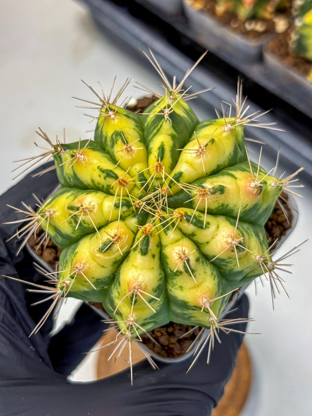 Gymnocalycium Lucky Yellow (gy19) (6) | Variegated cactus
