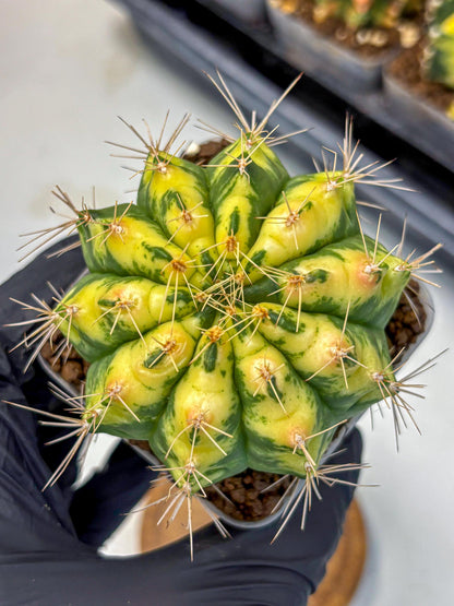 Gymnocalycium Lucky Yellow (gy19) (6) | Variegated cactus