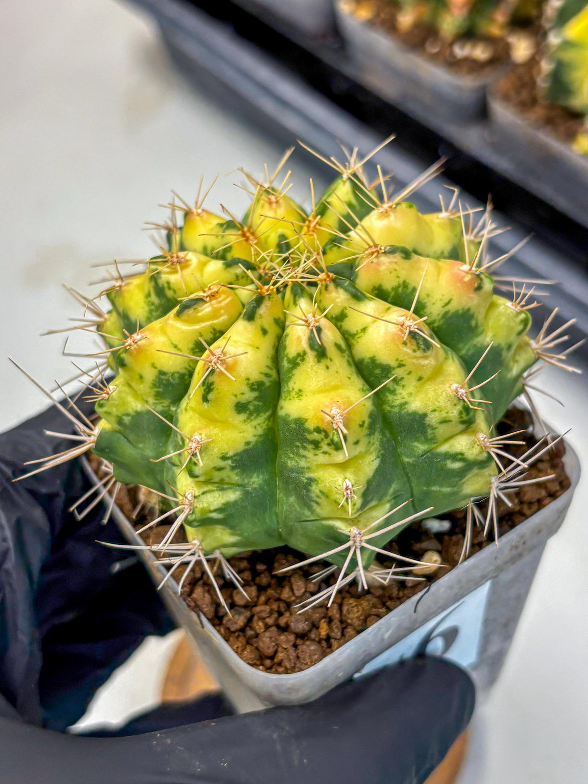 Gymnocalycium Lucky Yellow (gy19) (6) | Variegated cactus