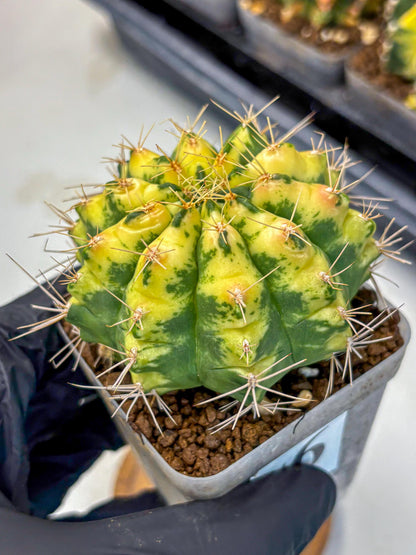 Gymnocalycium Lucky Yellow (gy19) (6) | Variegated cactus