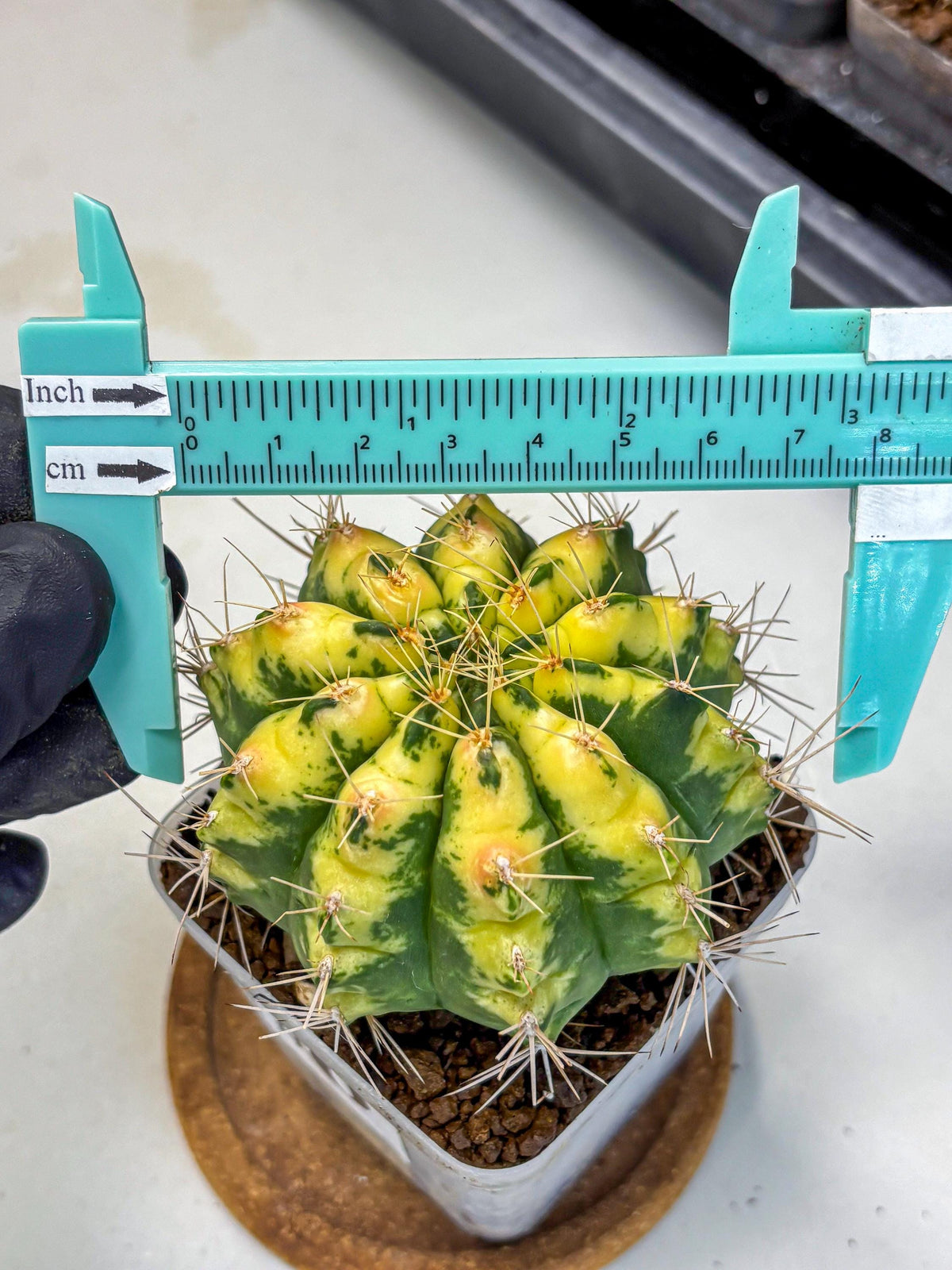 Gymnocalycium Lucky Yellow (gy19) (6) | Variegated cactus
