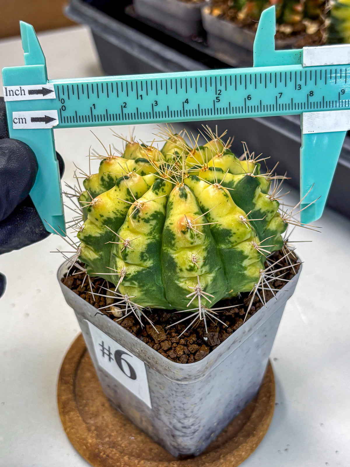Gymnocalycium Lucky Yellow (gy19) (6) | Variegated cactus