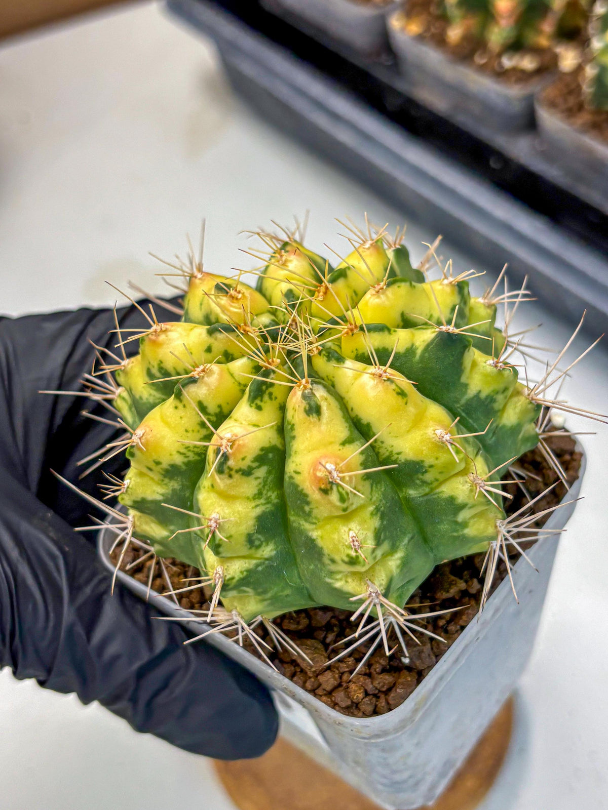 Gymnocalycium Lucky Yellow (gy19) (6) | Variegated cactus