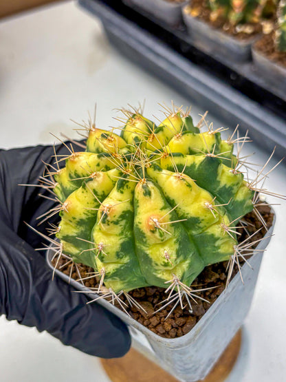 Gymnocalycium Lucky Yellow (gy19) (6) | Variegated cactus