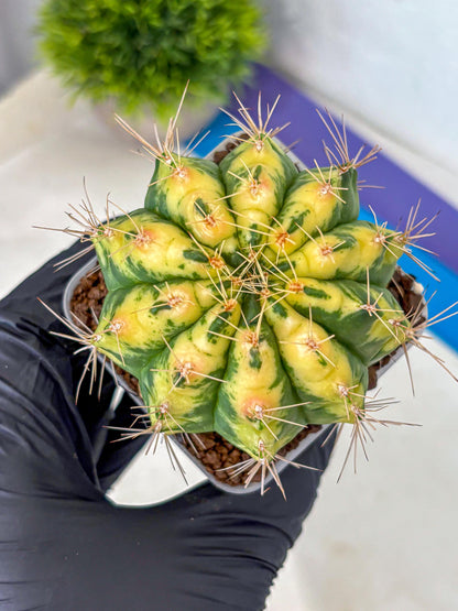 Gymnocalycium Lucky Yellow (gy19) (6) | Variegated cactus