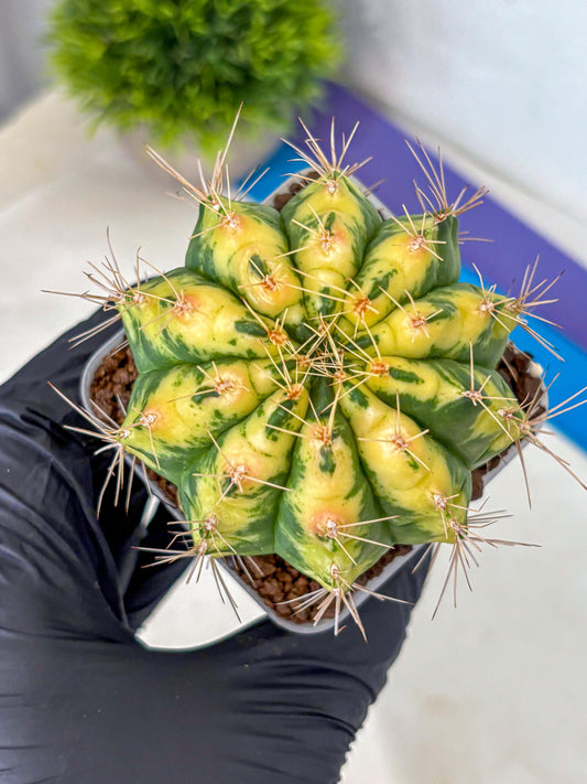 Gymnocalycium Lucky Yellow (gy19) (6) | Variegated cactus