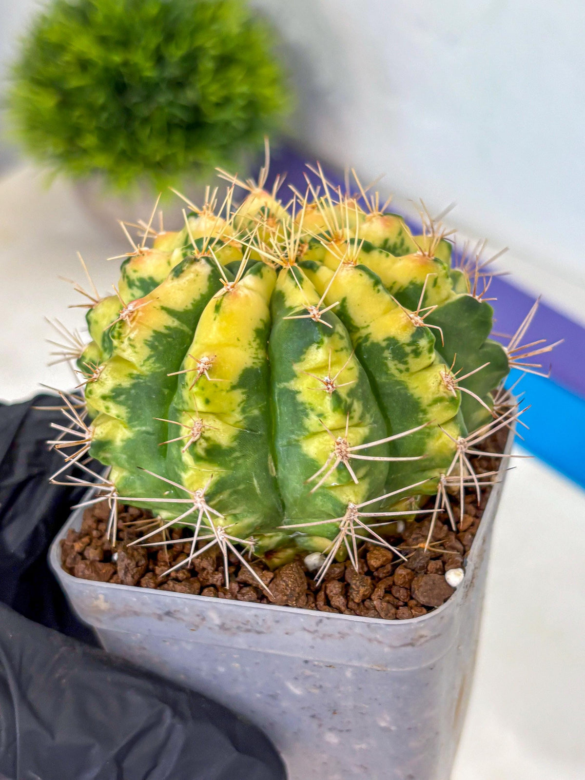 Gymnocalycium Lucky Yellow (gy19) (6) | Variegated cactus