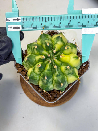 Gymnocalycium Amber (gy19) (7) | Rare Hybrids