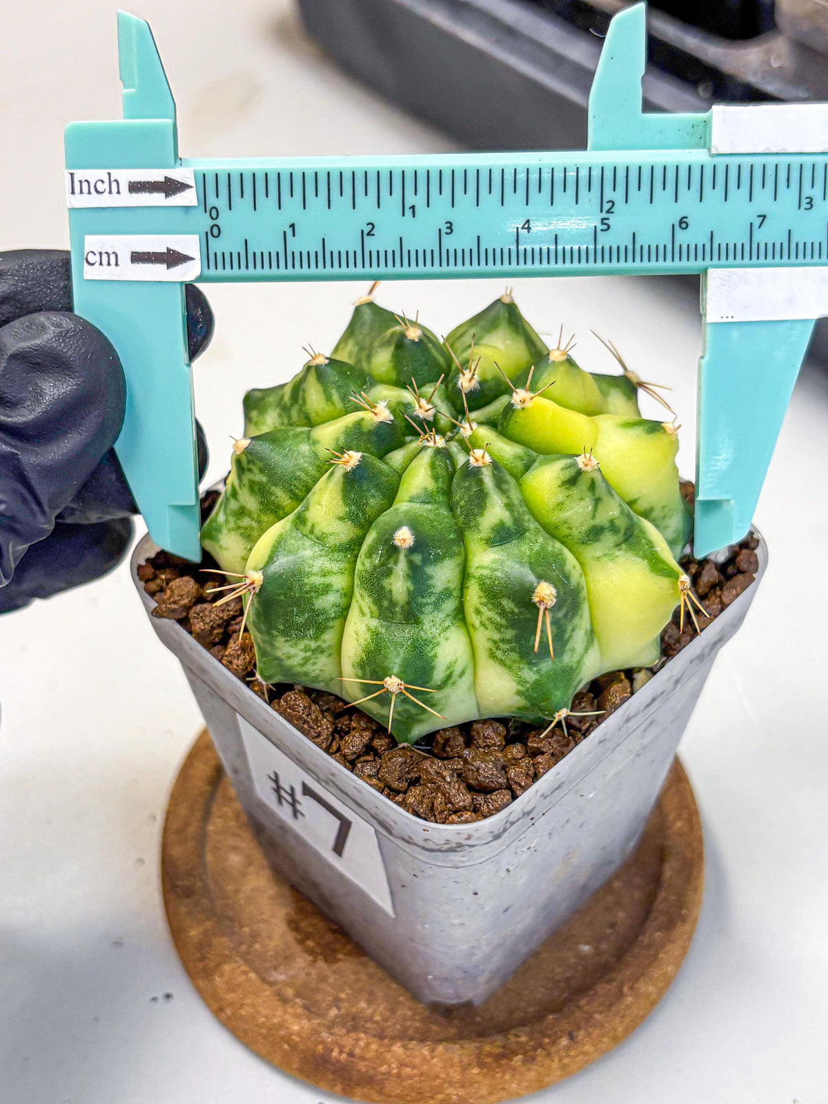 Gymnocalycium Amber (gy19) (7) | Rare Hybrids