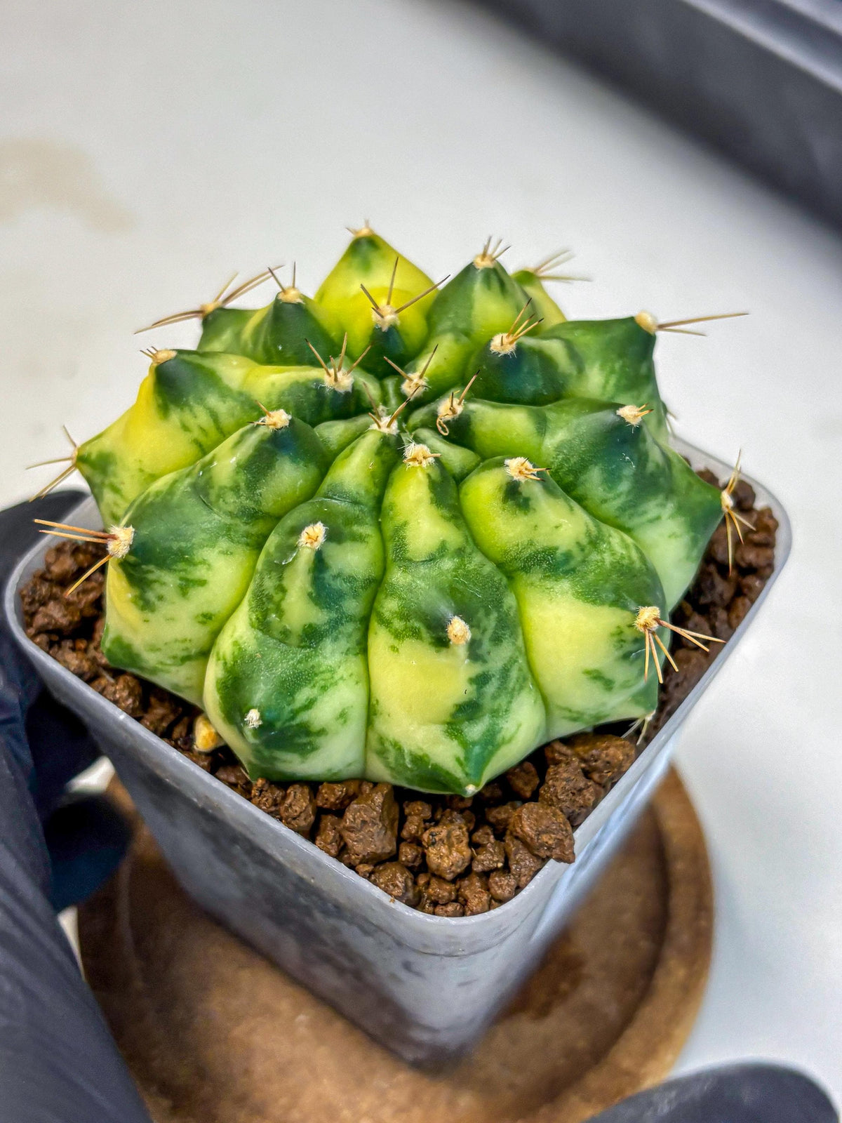 Gymnocalycium Amber (gy19) (7) | Rare Hybrids