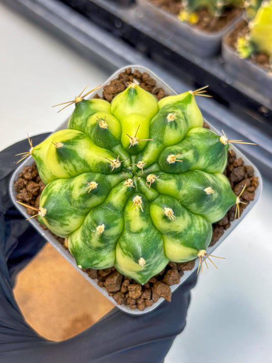 Gymnocalycium Amber (gy19) (7) | Rare Hybrids
