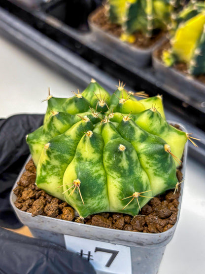 Gymnocalycium Amber (gy19) (7) | Rare Hybrids