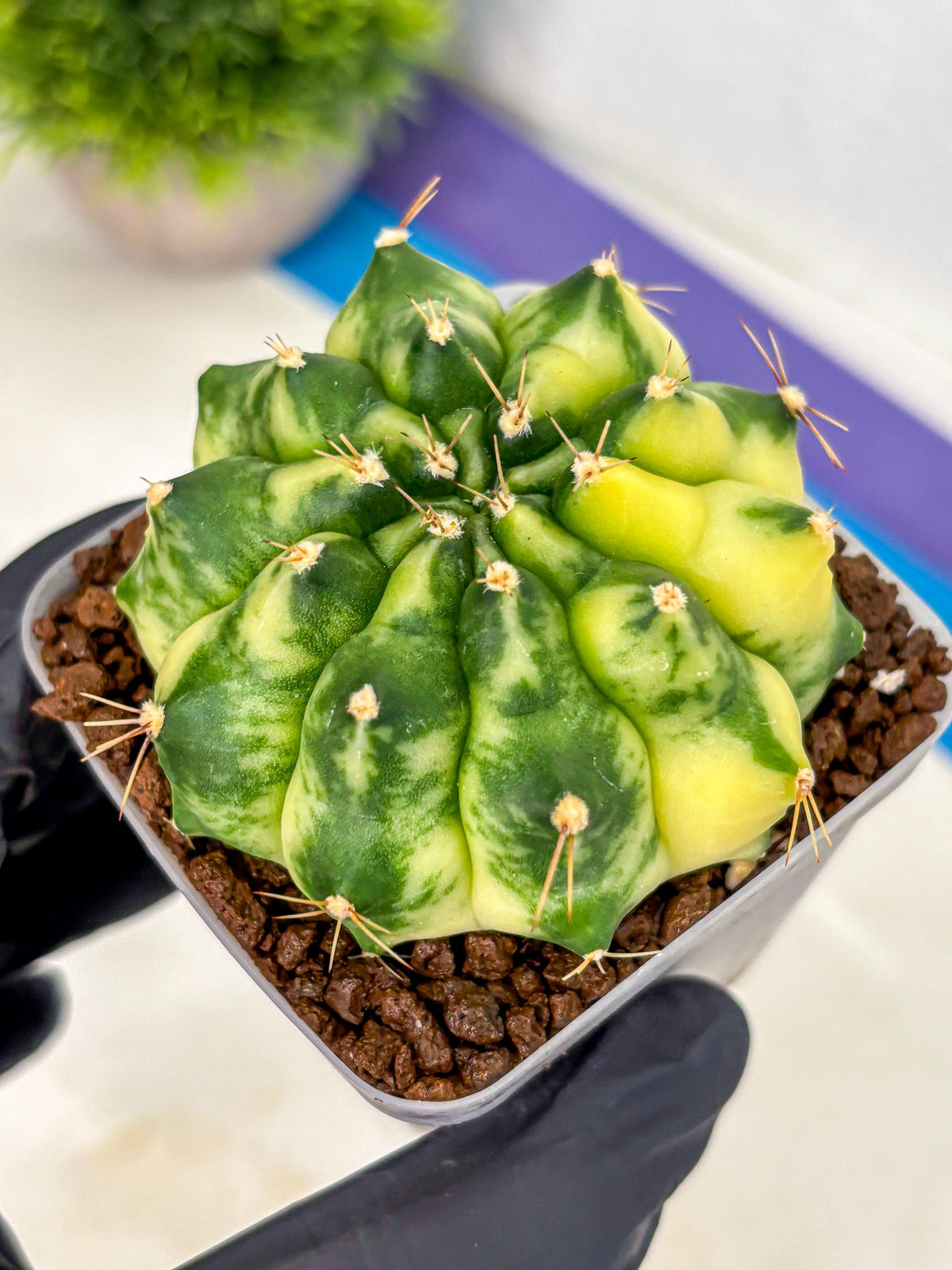 Gymnocalycium Amber (gy19) (7) | Rare Hybrids