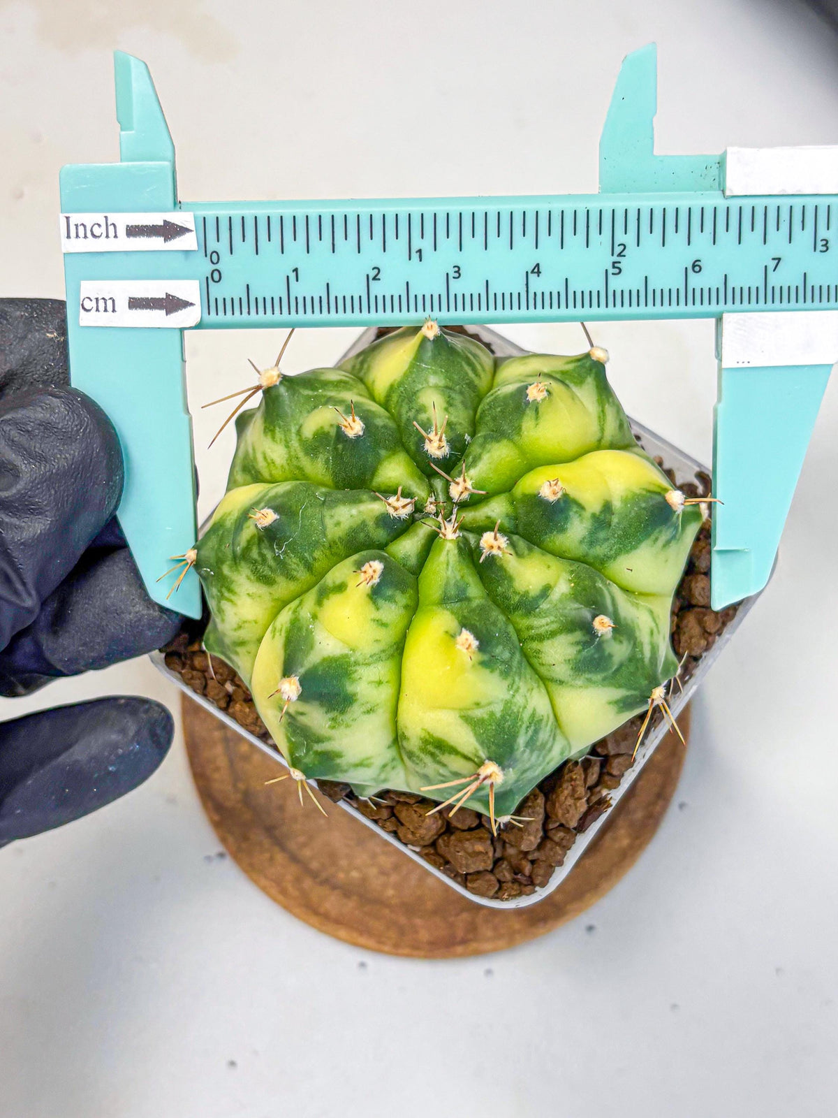 Gymnocalycium Amber (gy19) (8) | Rare Hybrids