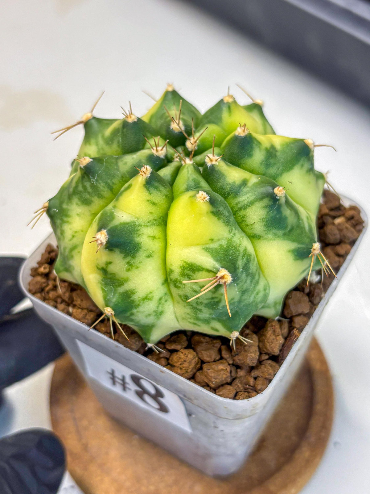Gymnocalycium Amber (gy19) (8) | Rare Hybrids