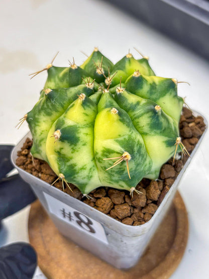 Gymnocalycium Amber (gy19) (8) | Rare Hybrids