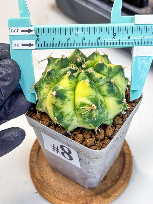 Gymnocalycium Amber (gy19) (8) | Rare Hybrids