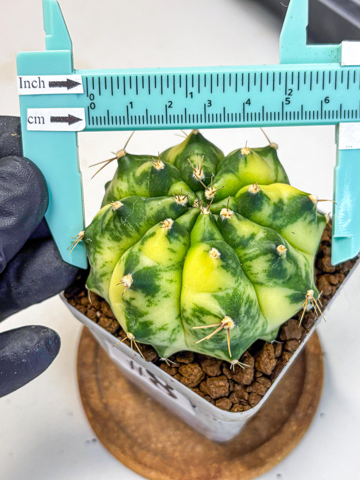 Gymnocalycium Amber (gy19) (8) | Rare Hybrids