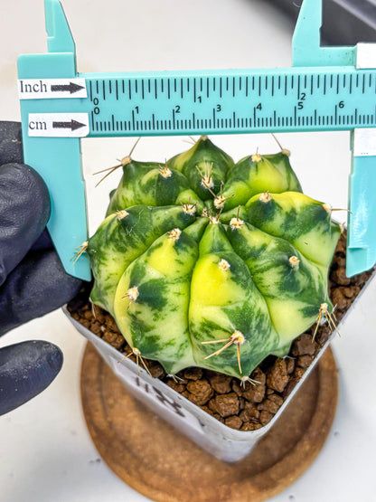 Gymnocalycium Amber (gy19) (8) | Rare Hybrids