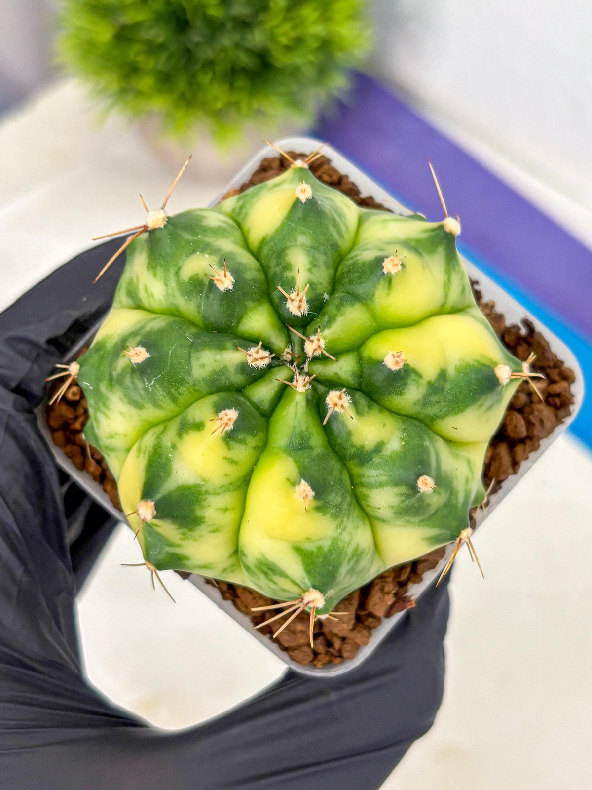 Gymnocalycium Amber (gy19) (8) | Rare Hybrids