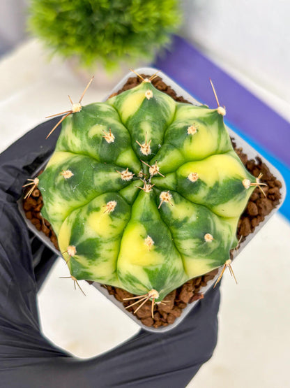 Gymnocalycium Amber (gy19) (8) | Rare Hybrids