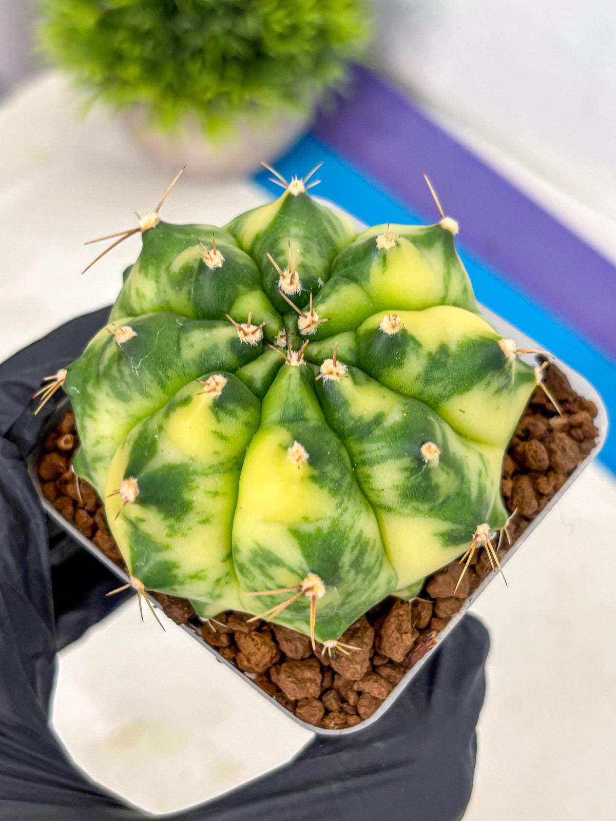Gymnocalycium Amber (gy19) (8) | Rare Hybrids