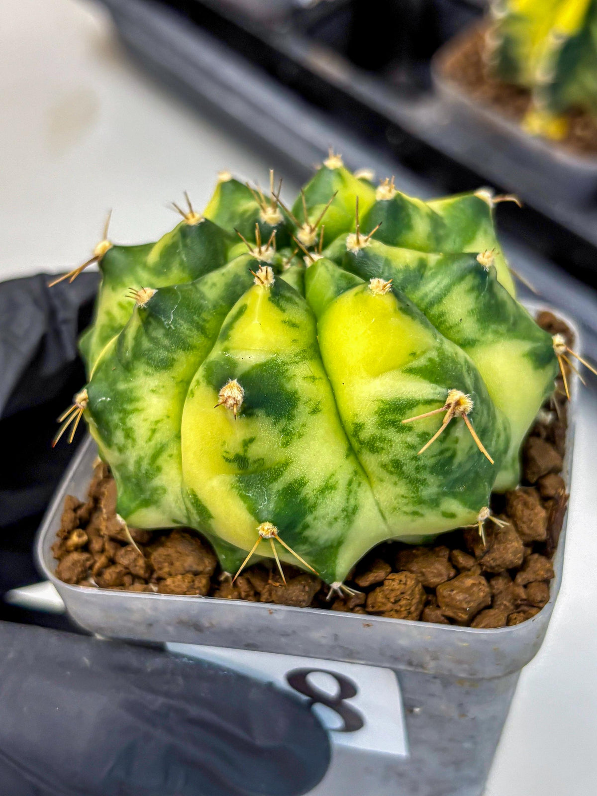 Gymnocalycium Amber (gy19) (8) | Rare Hybrids