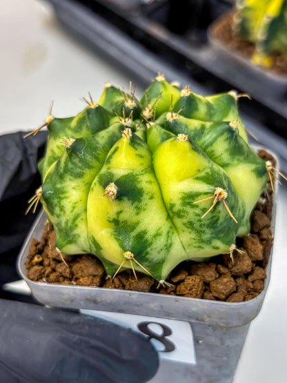 Gymnocalycium Amber (gy19) (8) | Rare Hybrids