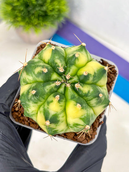 Gymnocalycium Amber (gy19) (8) | Rare Hybrids