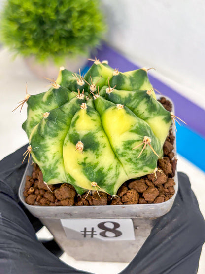 Gymnocalycium Amber (gy19) (8) | Rare Hybrids