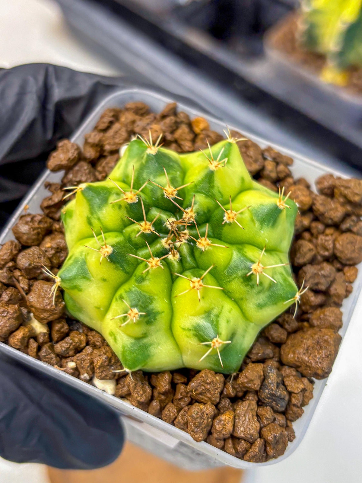 Gymnocalycium Amber (gy19) (9) | Rare Hybrids