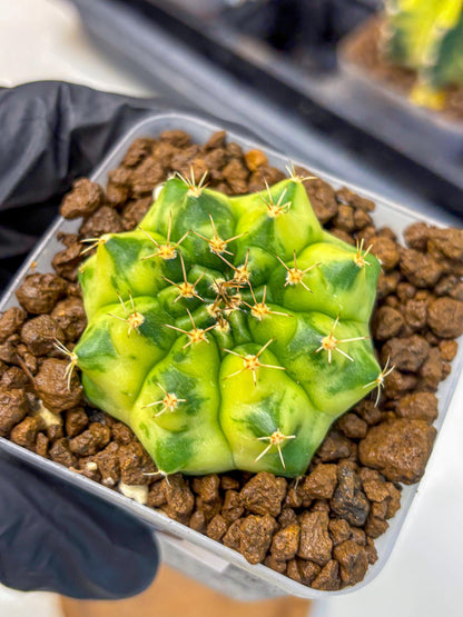 Gymnocalycium Amber (gy19) (9) | Rare Hybrids