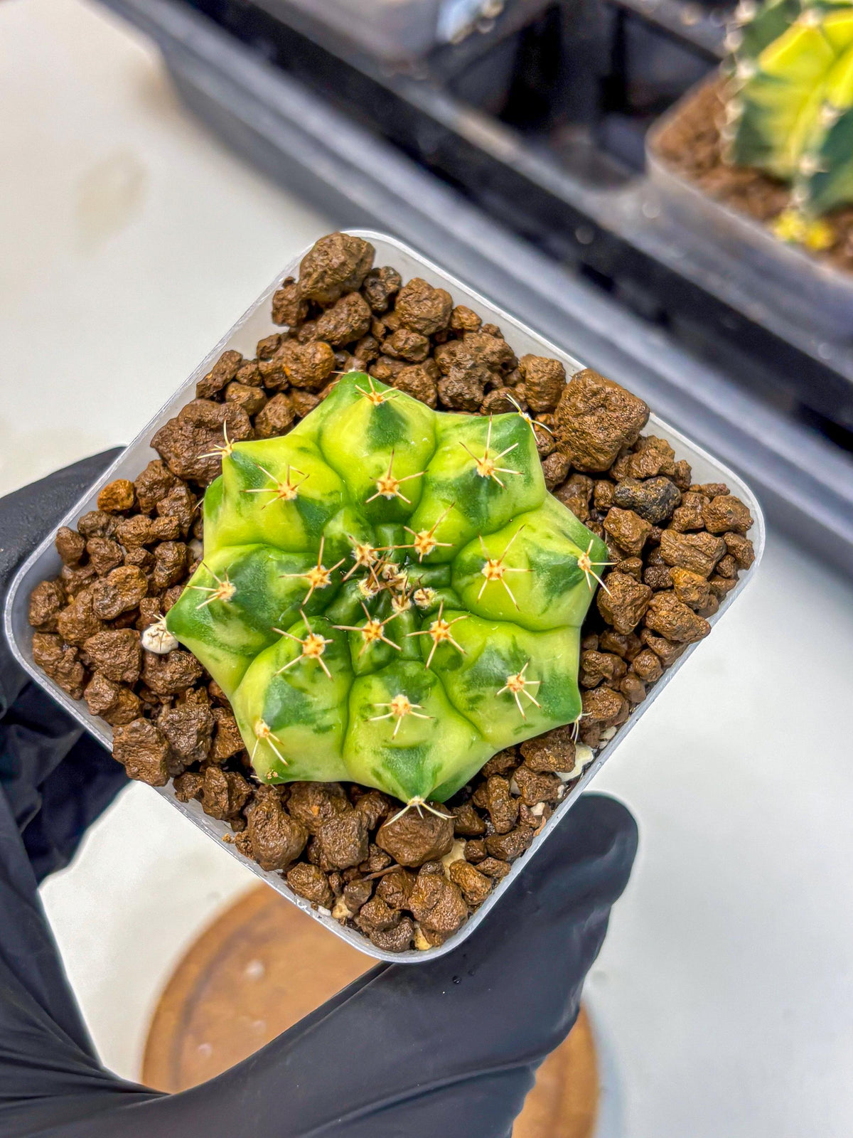 Gymnocalycium Amber (gy19) (9) | Rare Hybrids