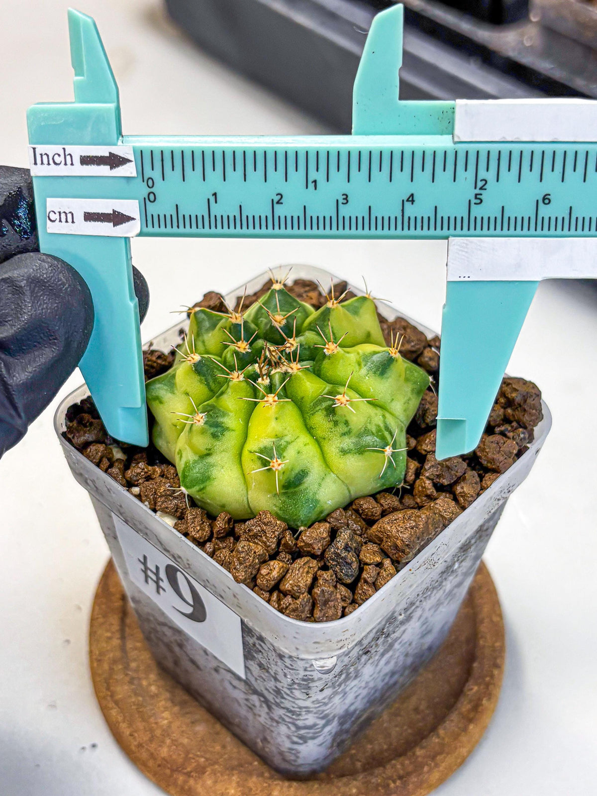 Gymnocalycium Amber (gy19) (9) | Rare Hybrids