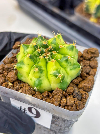 Gymnocalycium Amber (gy19) (9) | Rare Hybrids