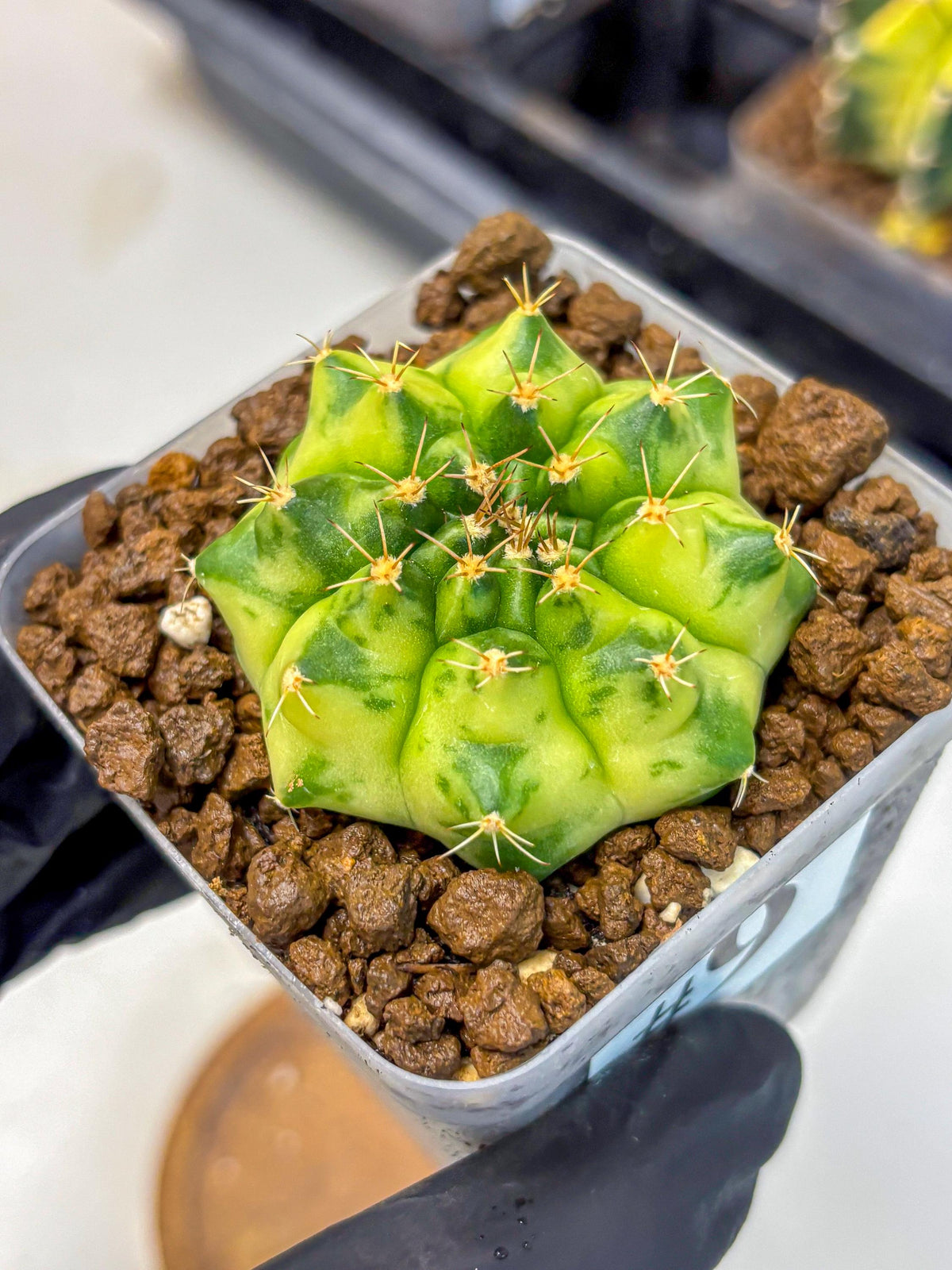 Gymnocalycium Amber (gy19) (9) | Rare Hybrids