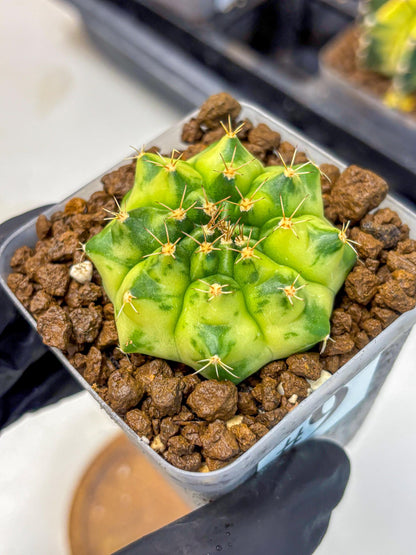 Gymnocalycium Amber (gy19) (9) | Rare Hybrids