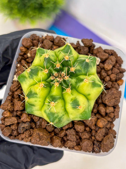 Gymnocalycium Amber (gy19) (9) | Rare Hybrids