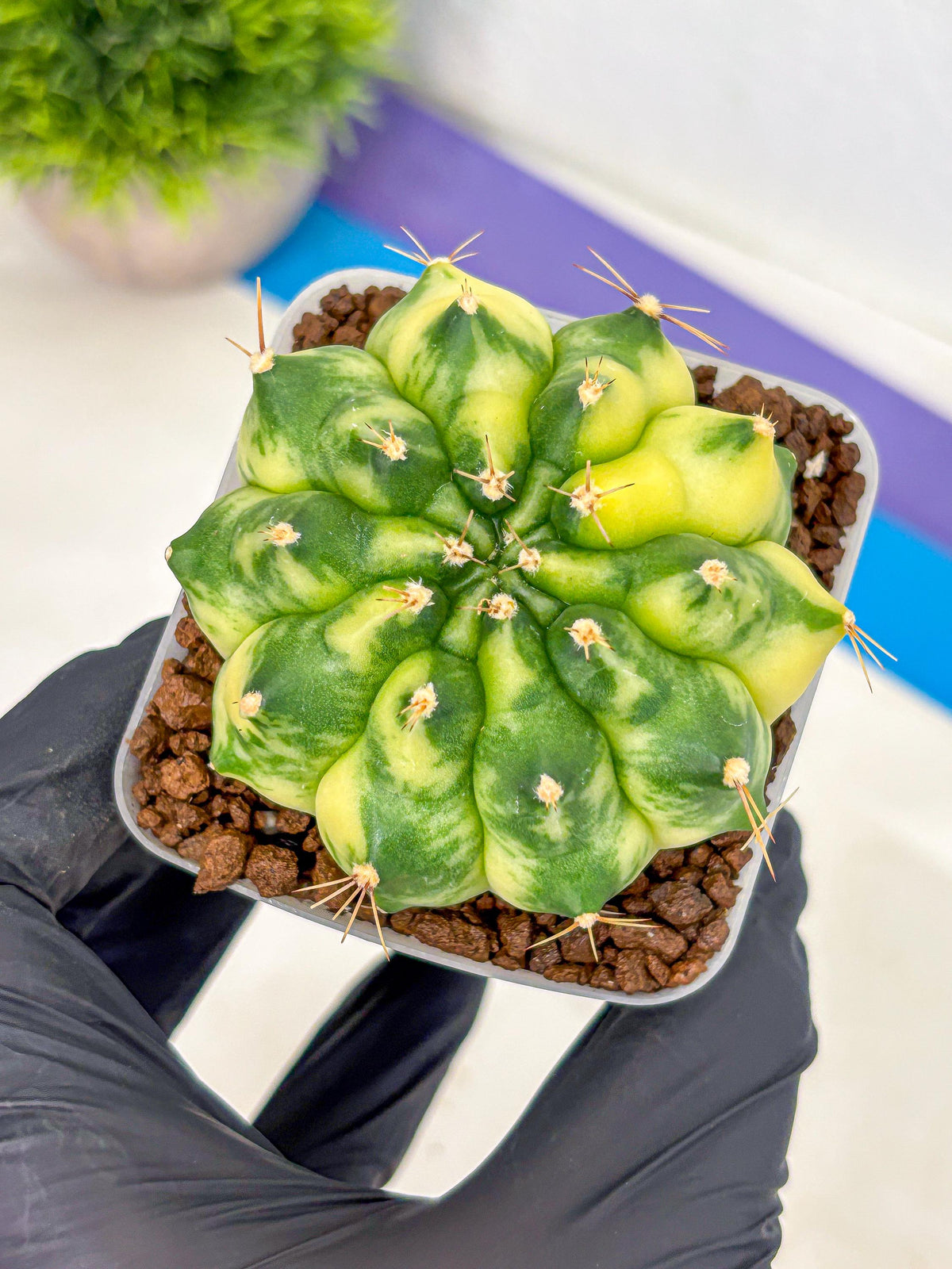 Gymnocalycium Amber (gy19) (7) | Rare Hybrids