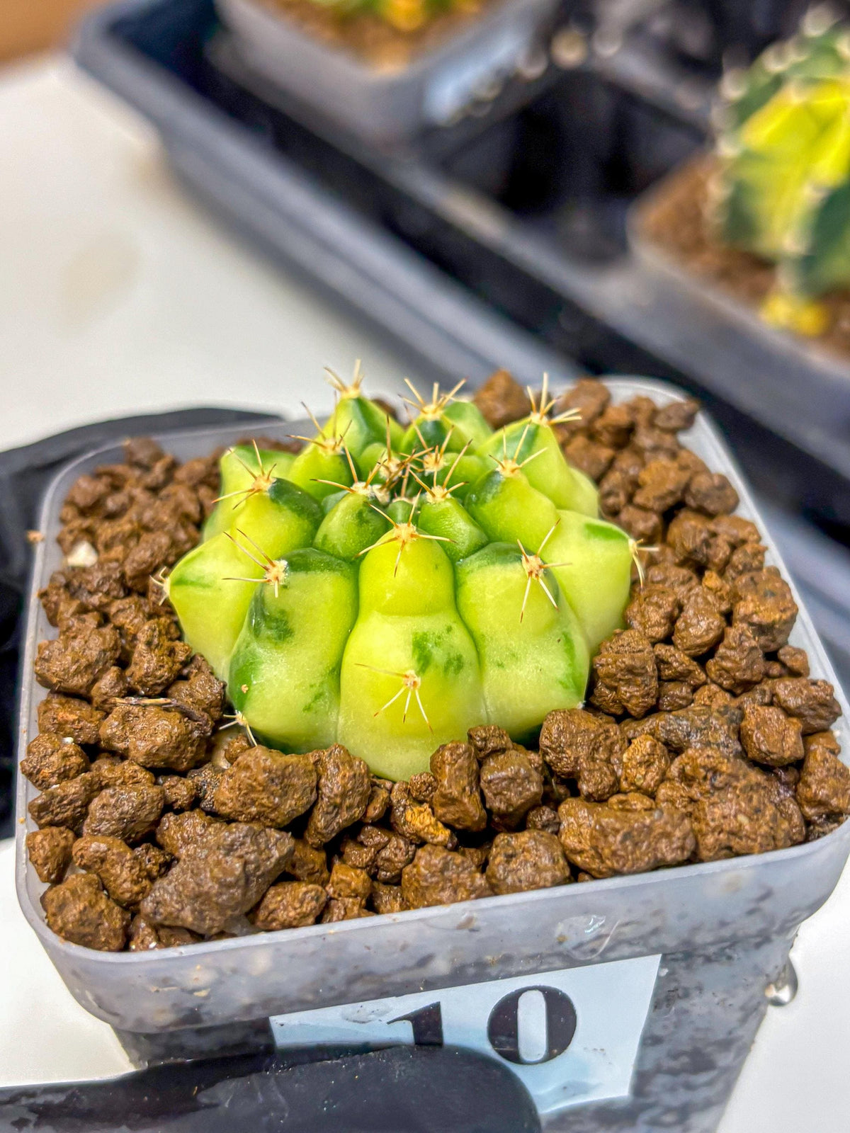 Gymnocalycium Amber (gy19) (10) | Rare Hybrids