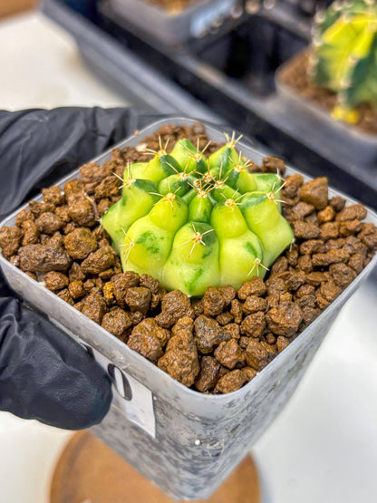 Gymnocalycium Amber (gy19) (10) | Rare Hybrids