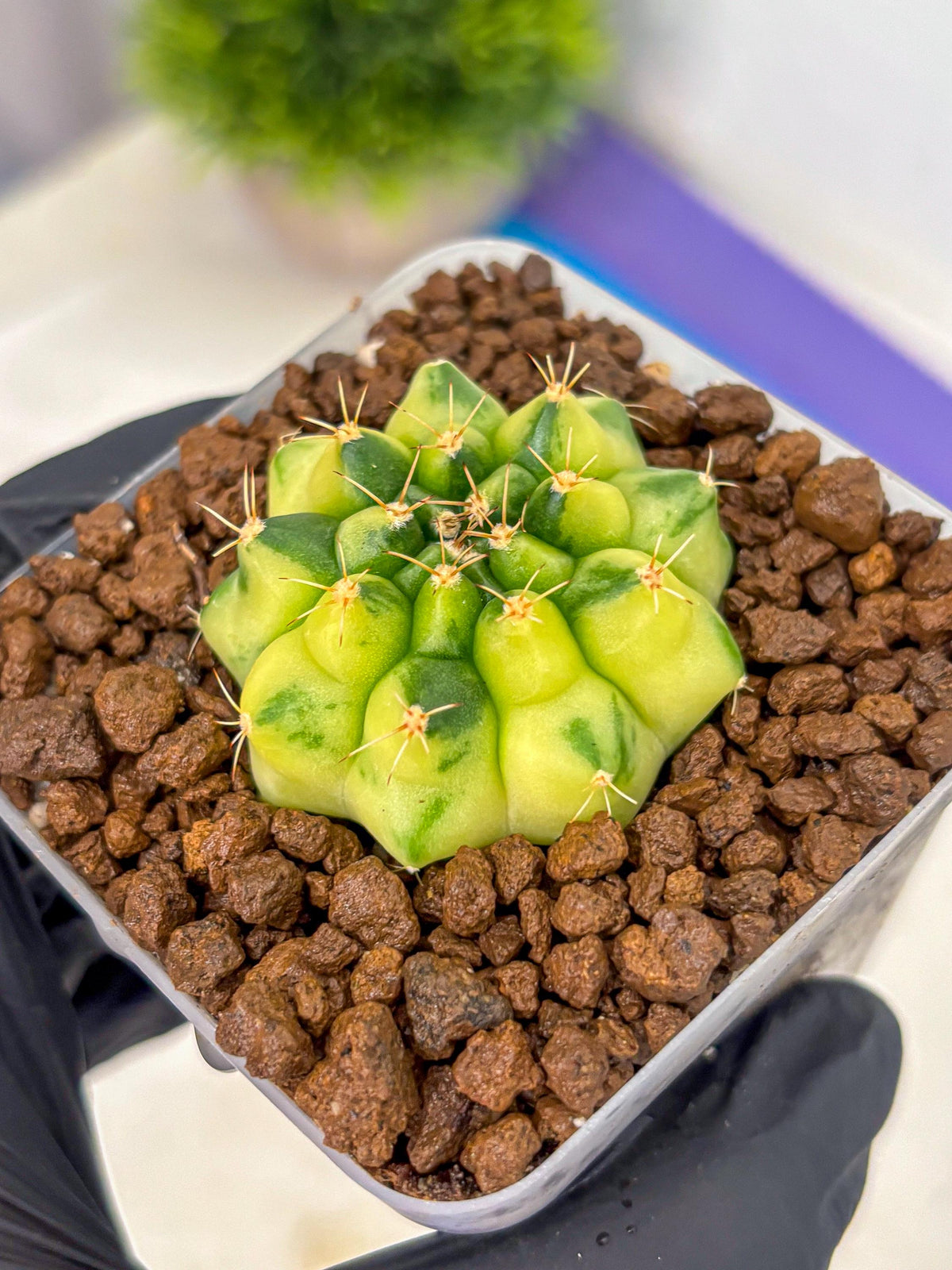 Gymnocalycium Amber (gy19) (10) | Rare Hybrids
