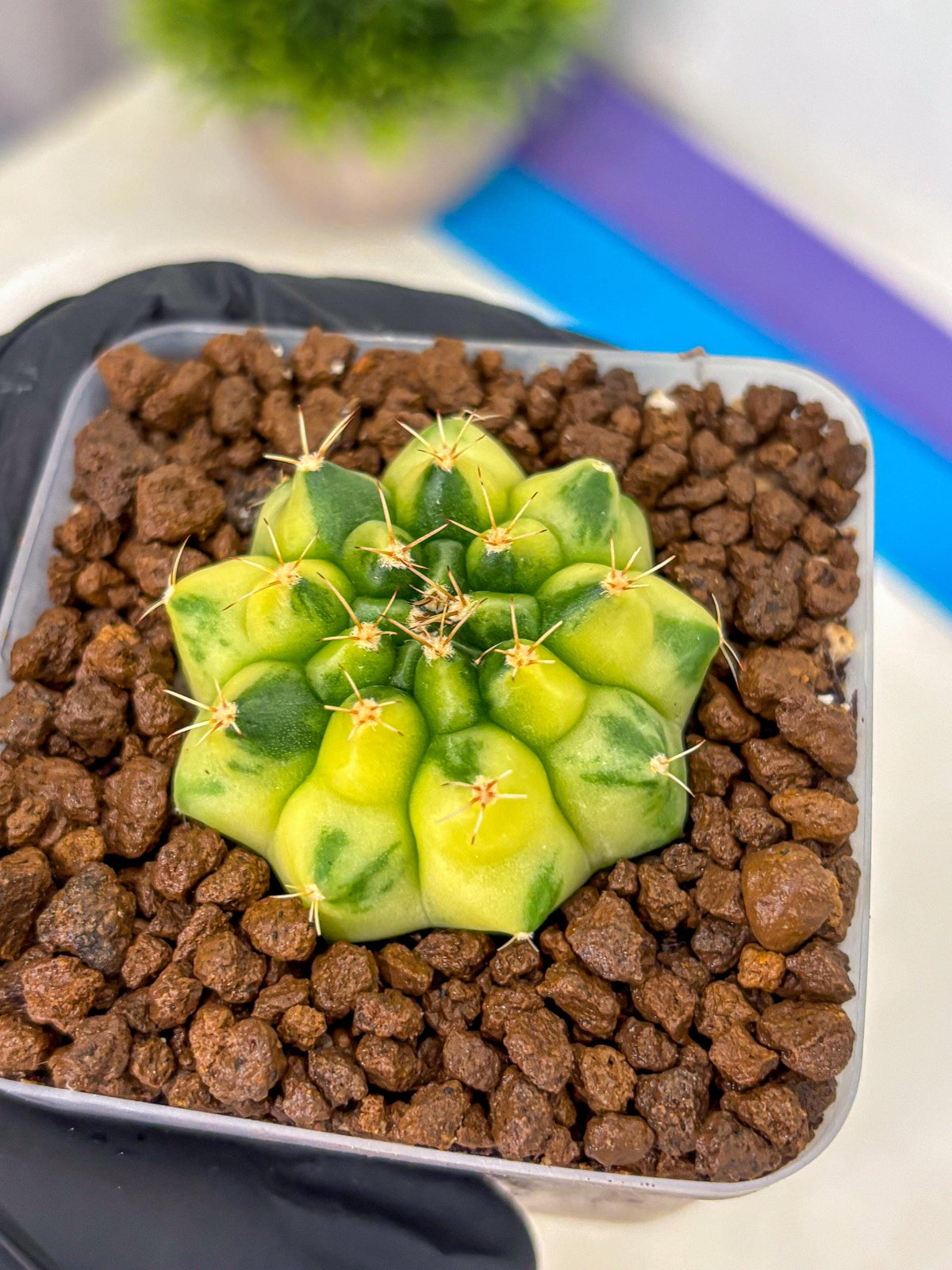 Gymnocalycium Amber (gy19) (10) | Rare Hybrids