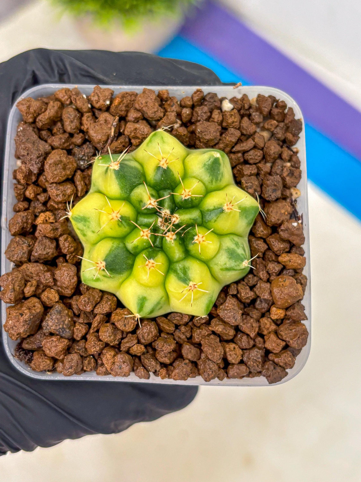 Gymnocalycium Amber (gy19) (10) | Rare Hybrids