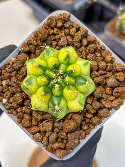 Gymnocalycium Amber (gy19) (10) | Rare Hybrids
