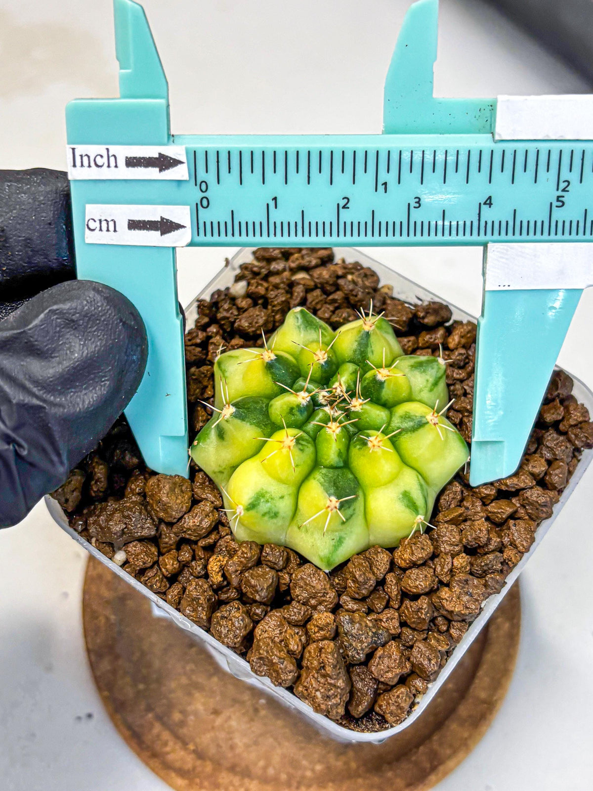 Gymnocalycium Amber (gy19) (10) | Rare Hybrids