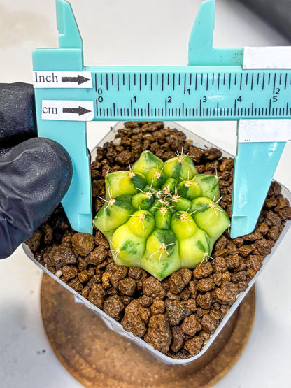 Gymnocalycium Amber (gy19) (10) | Rare Hybrids